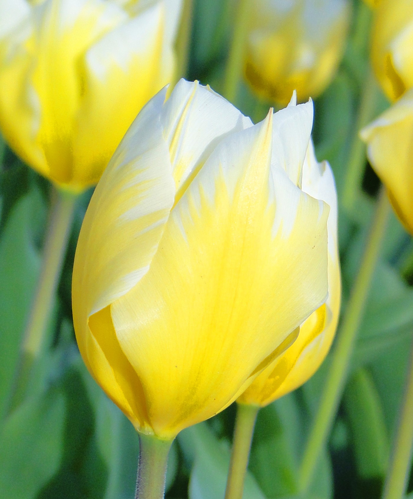 Тюльпан гибрид фостера Свит Харт